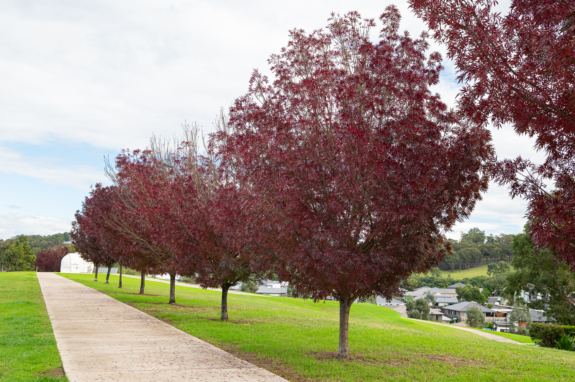 Autumn maple trees lining the shared pathway in Macarthur Heights